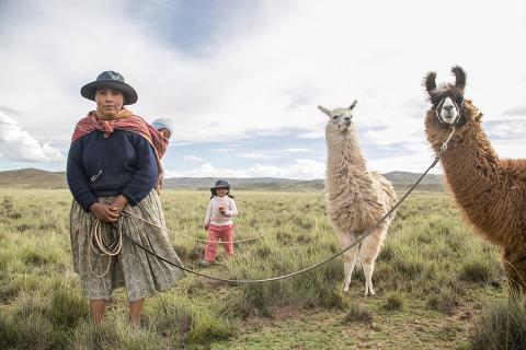 Llama's and a woman standing in a field.