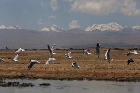 Flock of birds.