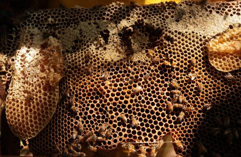 Beehive