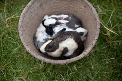 Rabbits in a container.