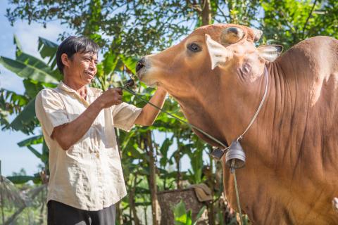A man and a cow.