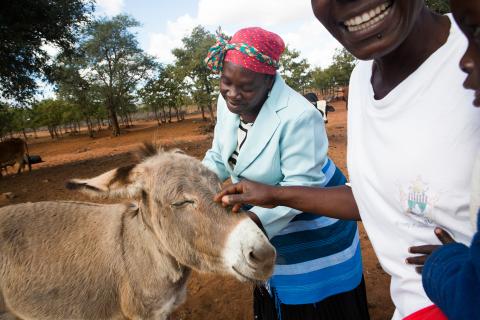 A donkey by people.