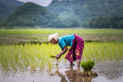 A woman tending to her crops.