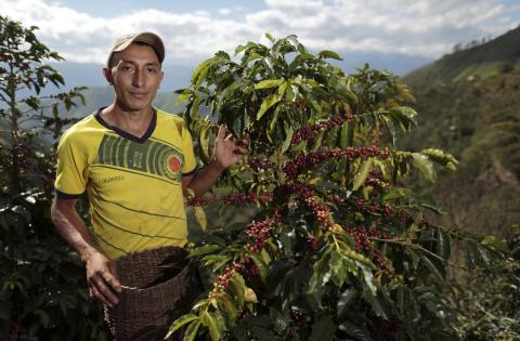 A man in front of a coffee bean plant.