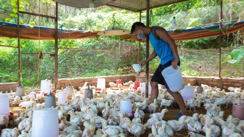 A man feeding chickens.