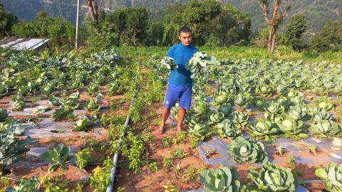 A man standing in a vegetable garden.