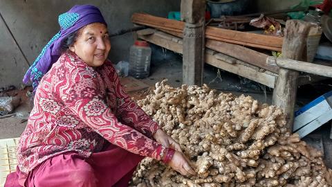 A woman and ginger plants.
