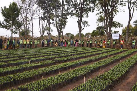 People around tree seedlings.