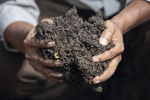 holding healthy soil