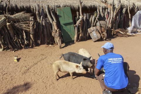 man feeding pigs