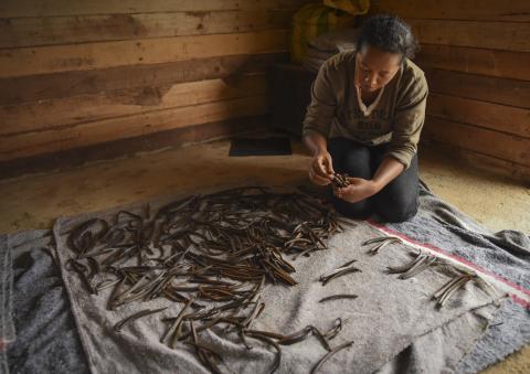 woman sorting vanilla beans