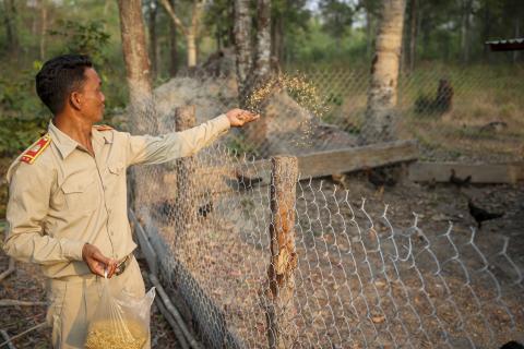 man feeding chickens