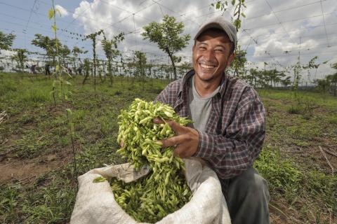 hombre agricultor muestra con orgullo su cosecha de loroco