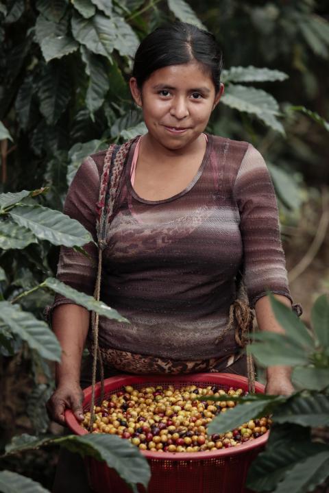 A young woman holding a basket full of coffee beans.