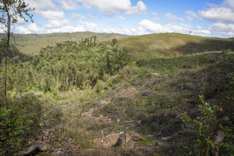 damaged rainforest