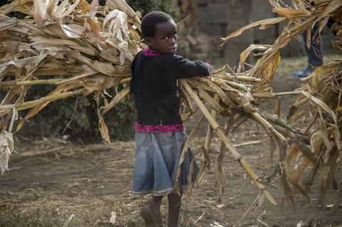 un niño pequeño que lleva maíz
