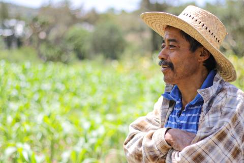 farmer looking over crops