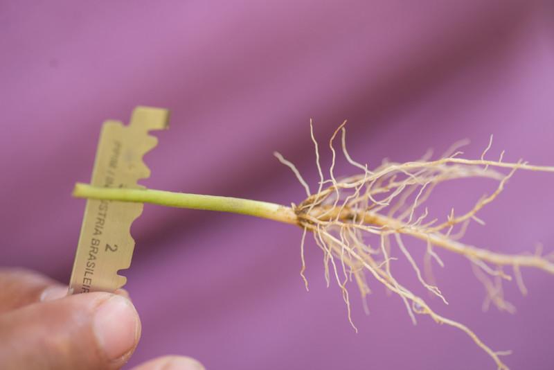 Healthy coffee plants — strains resistant to leaf rust — are grafted or spliced together as a form of adaptation. Photo by Philip Laubner/CRS