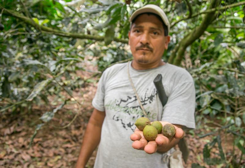 Farmers are branching out with new crops. Carlos grows macadamia, but there are others who grow bananas or avocados. It's a way to earn extra money in uncertain times. Photo by Philip Laubner/CRS