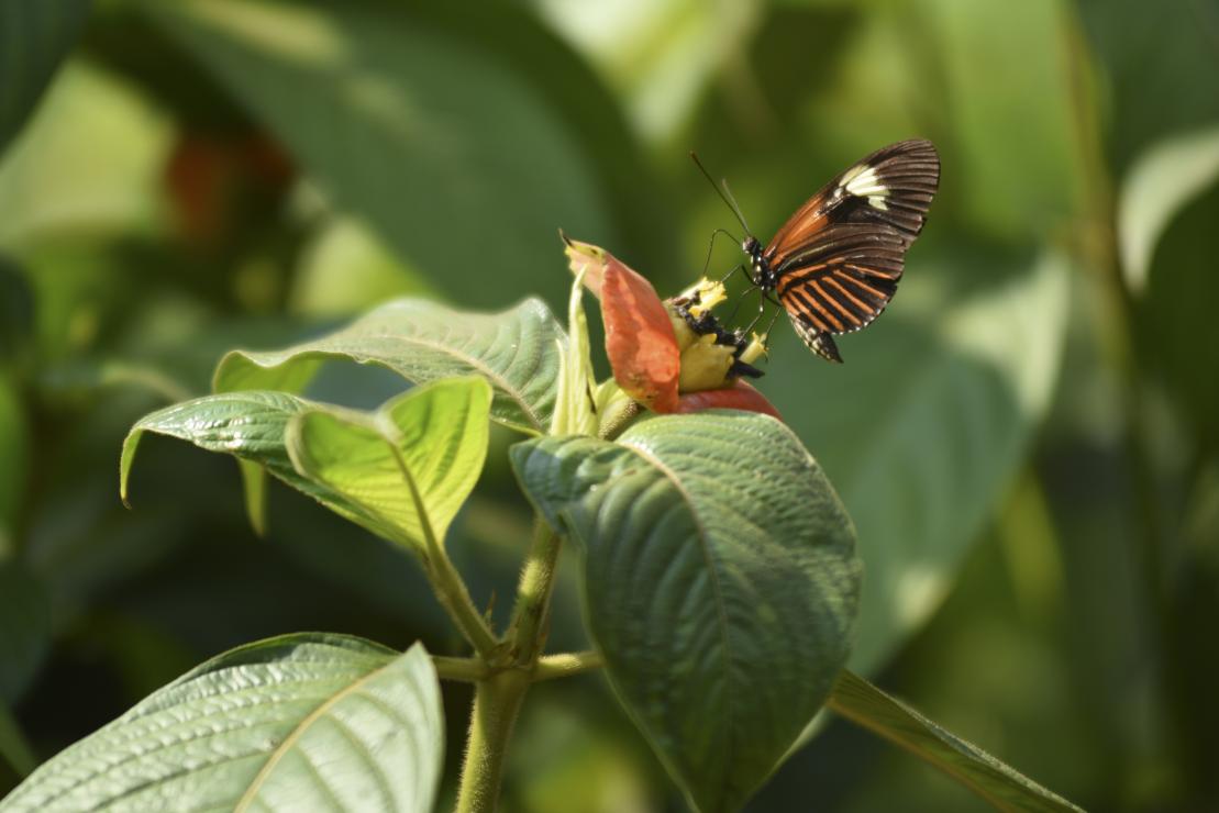 A close-up of a butterfly. The Tambopata National Reserve, where Victor lives and works, is one of the most biodiverse places in Peru. Photo by Mark Metzger/CRS 