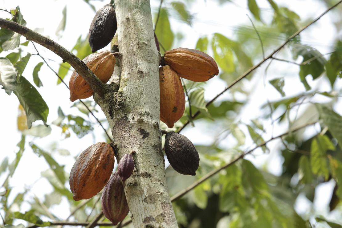 Victor grows cacao on his land. Cacao is often promoted as an agroforestry initiative in this part of Peru. Photo by Oscar Leiva/Silverlight for CRS