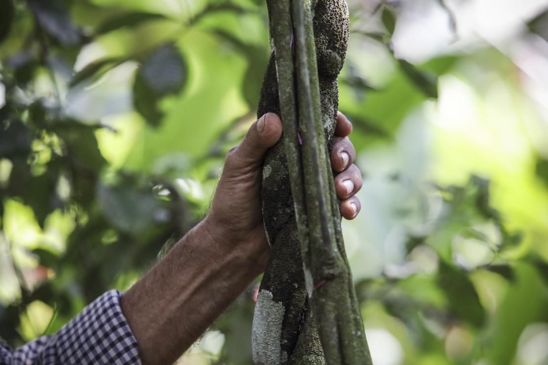 Victor Zambrano talks passionately about the uses of medicinal plants that grow at K’erenda Homet. Victor won a conservation award from National Geographic in 2016. Photo by Oscar Leiva/Silverlight for CRS