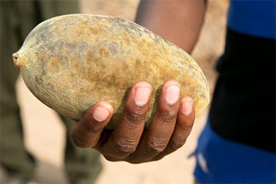 The baobab fruit contains small, cube-like seeds covered with a white, filmy powder that tastes sweet and sour. People boil the fruit to make a thin porridge. They also eat the leaves and roots of other local trees. Photo by Nancy McNally/CRS