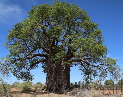 Fruit from the drought-resistant baobab tree provides a few rare options for nutrition in Zimbabwe. Overall, people have limited sources of sustenance since the drought. Photo by Nancy McNally/CRS