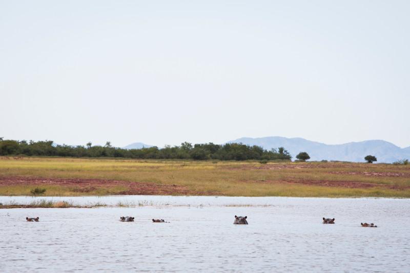 Lake Kariba in northern Zimbabwe is one of the country's top tourist destinations. You can find a variety of wildlife, including hippos. Photo by Elie Gardner for CRS 