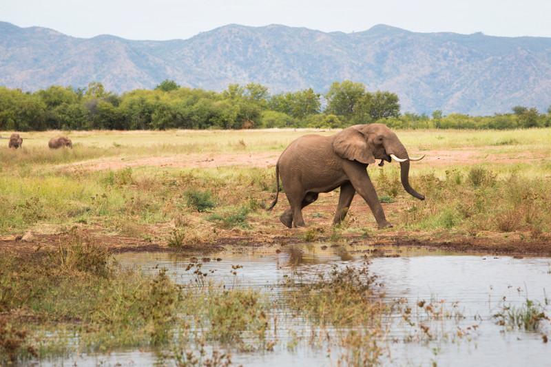 As the level of the lake has gone down, the shoreline and grazing area for animals has become much larger. This means that the animals often graze far from the lakeshore and cannot be seen from the boats as before. Photo by Elie Gardner for CRS