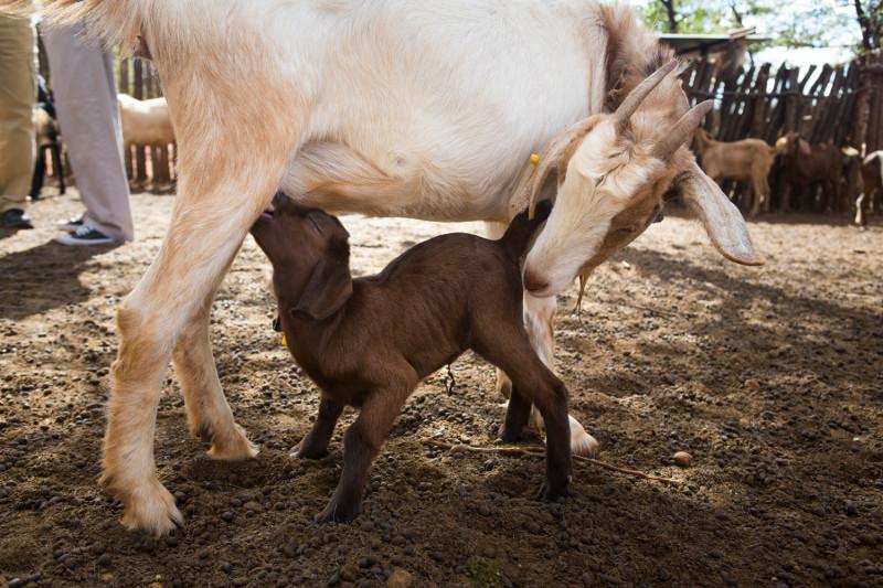 Goats are a species that naturally do well in droughts, as they don't consume a high amount of greenery. Photo by Elie Gardner for CRS