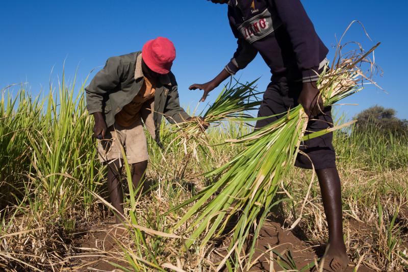 This group in Tshapfuche Village has planted bana grass, which is drought resistant. The grass could also become an additional income source if the group has a surplus and sells it to other farmers. Photo by Elie Gardner for CRS