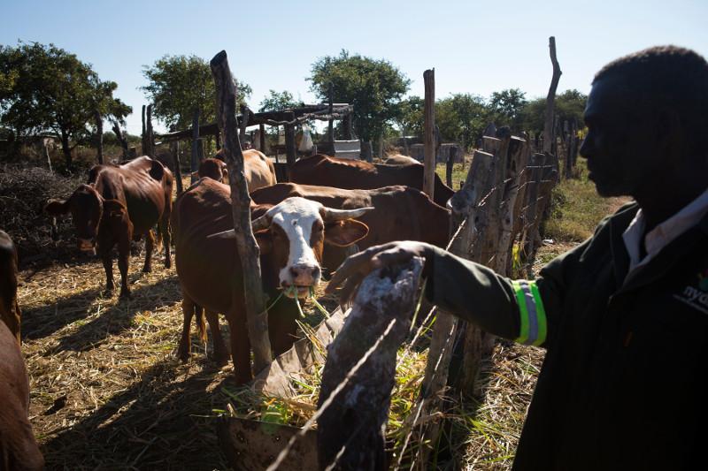In previous years, farmers lost their livestock when they were unable to afford feed, but when farmers plant their own they are able to keep their animals alive. Photo by Elie Gardner for CRS