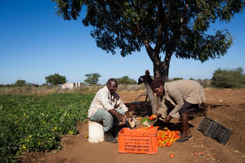 As livestock prices go down, farmers have also started diversifying their crops in order to supplement their income. These farmers have a water source and are able to grow tomatoes. Photo by Elie Gardner/CRS
