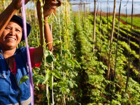 Woman operates a drip irrigation system in crop field