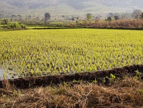 A child sits near rice fields in Malawi