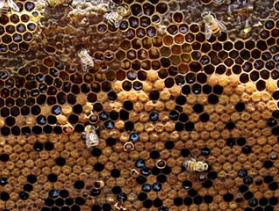 beekeeping in Nicaragua