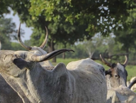 Benin herder in field with cattle