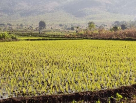 child overlooks field in Malawi