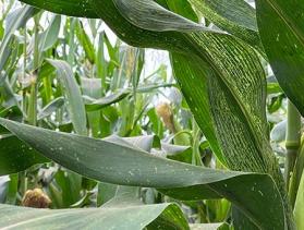 Chad maize crop