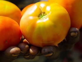 Darfur harvest