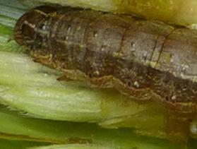 fall armyworm on leaf