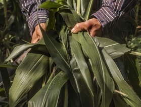 farmers hands holding crops