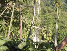 gardener in timor leste