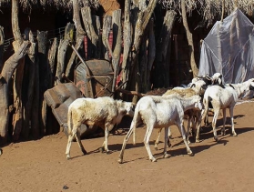 goat herd in Central African Republic 