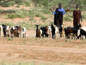 goatherders in Kenya