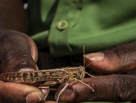 hands holding a locust in Kenya