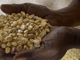 hands holding grain in Central African Republic