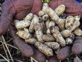 hands holding peanuts