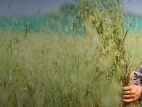 young woman collects grasses for her goats